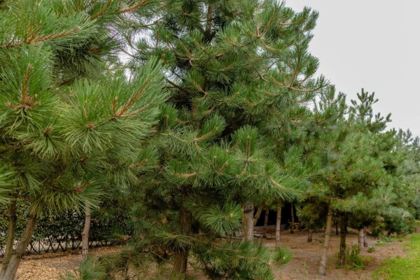Pinus nigra subsp. nigra Pinus nigra subsp. nigra