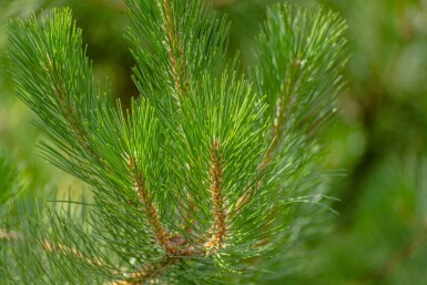 Pinus nigra subsp. nigra