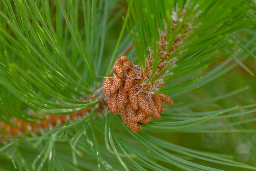 Pinus nigra subsp. nigra Pinus nigra subsp. nigra