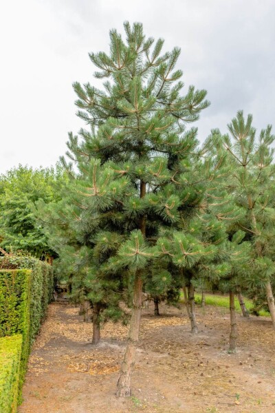 Pinus nigra subsp. nigra hoogstam