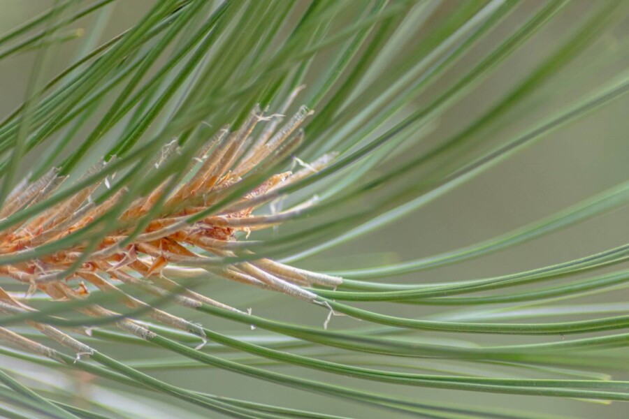 Pinus nigra subsp. nigra HO 16/18 P/K Pinus nigra subsp. nigra Hochstamm 16/18