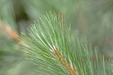 Pinus nigra subsp. nigra hochstamm 16/18