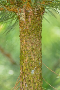 Pinus nigra subsp. nigra hochstamm 16/18