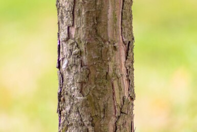 Pinus nigra subsp. nigra hochstamm 16/18