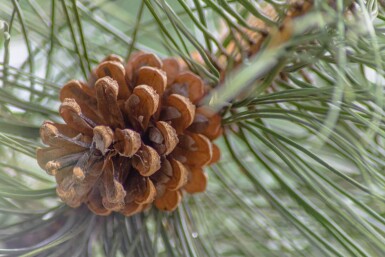 Pinus nigra subsp. nigra hochstamm 16/18