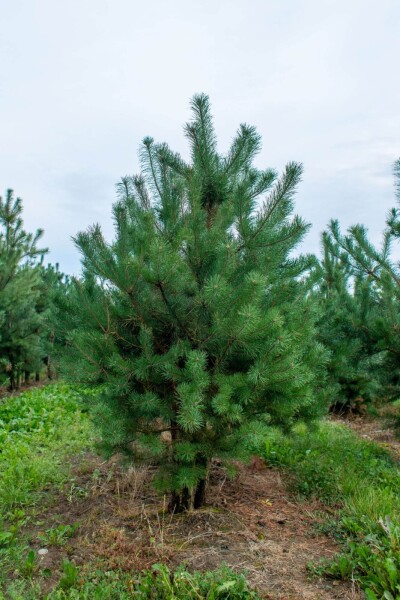 Pinus sylvestris Pinus sylvestris