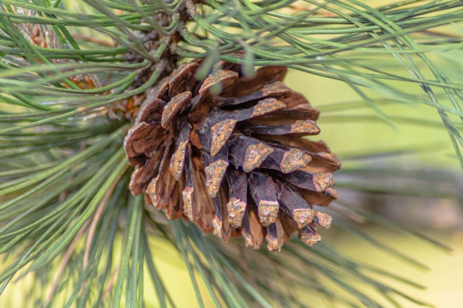 Pinus sylvestris Pinus sylvestris