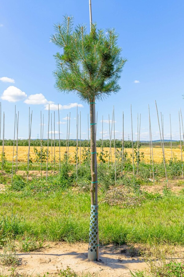 Pinus sylvestris HO 10/12 P/K Pinus sylvestris Hochstamm 10/12