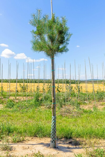 Pinus sylvestris Hochstamm Pinus sylvestris Hochstamm