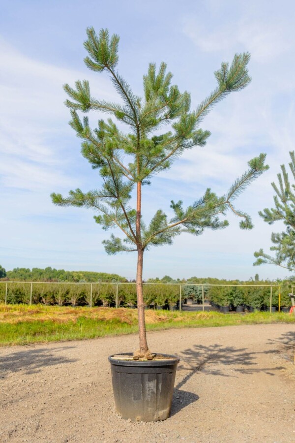 Pinus sylvestris HO 10/12 P/K Pinus sylvestris Hochstamm 10/12
