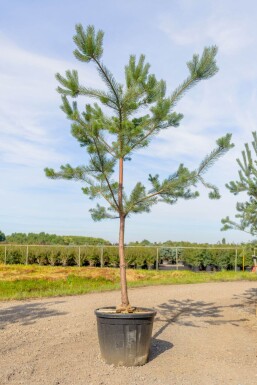 Pinus sylvestris hochstamm 10/12