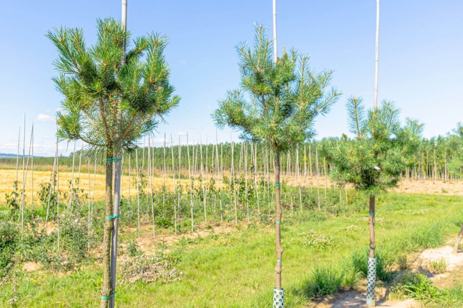 Pinus sylvestris HO 10/12 P/K Pinus sylvestris Hochstamm 10/12