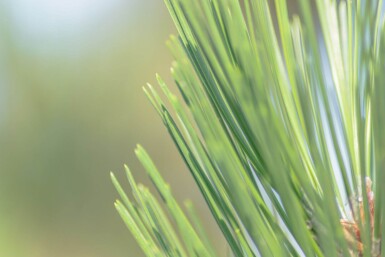 Pinus sylvestris HO 10/12 P/K Pinus sylvestris Hochstamm 10/12