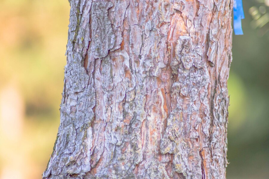 Pinus sylvestris HO 10/12 P/K Pinus sylvestris Hochstamm 10/12