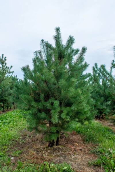 Pinus sylvestris mehrstämmig