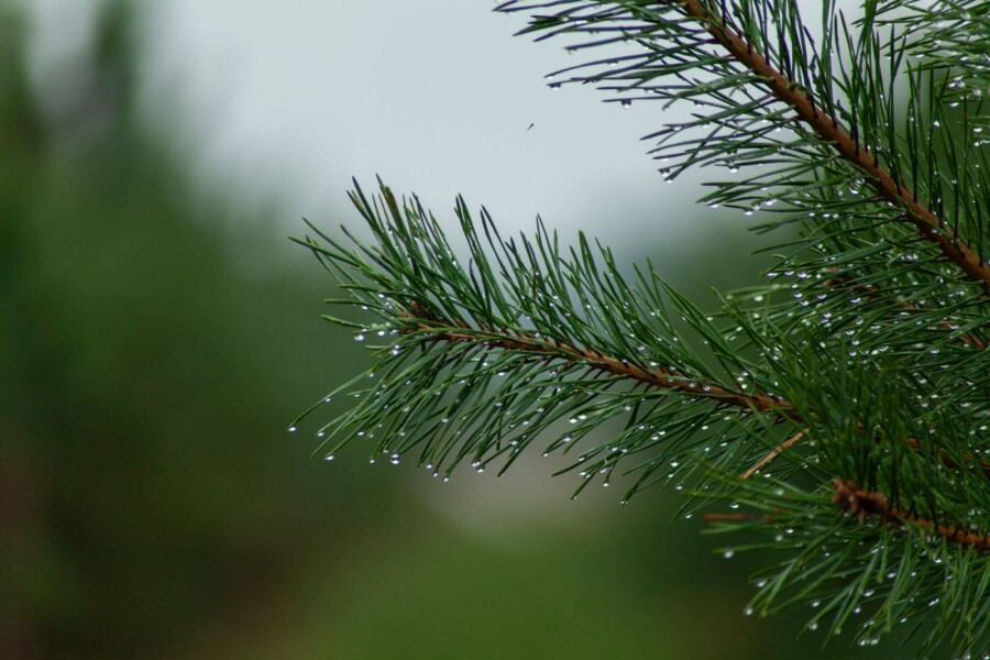 Pinus sylvestris ME 200-250 P/K Pinus sylvestris Mehrstämmig 200-250