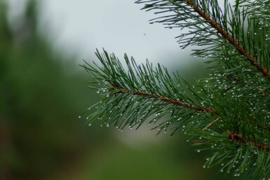 Pinus sylvestris ME 200-250 P/K Pinus sylvestris Mehrstämmig 200-250