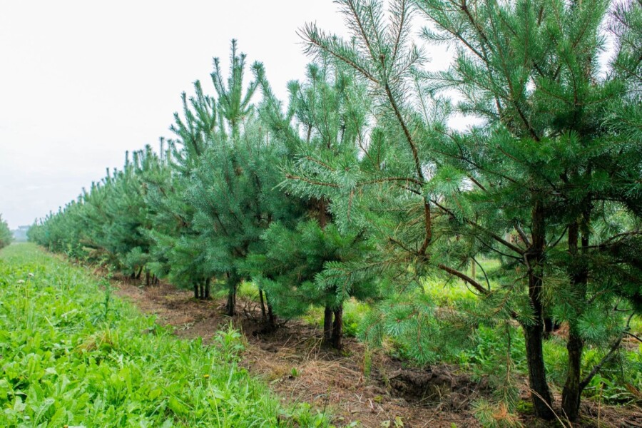 Pinus sylvestris ME 200-250 P/K Pinus sylvestris Mehrstämmig 200-250