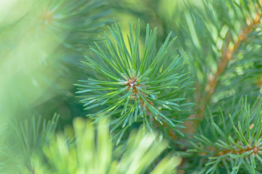 Pinus sylvestris ME 200-250 P/K Pinus sylvestris Mehrstämmig 200-250