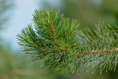 Pinus sylvestris ME 200-250 P/K Pinus sylvestris Mehrstämmig 200-250
