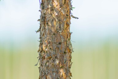 Pinus sylvestris ME 200-250 P/K Pinus sylvestris Mehrstämmig 200-250