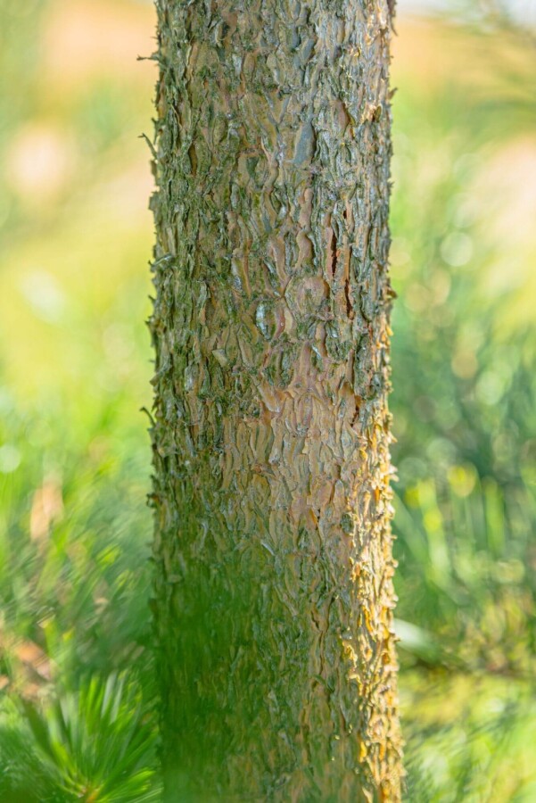 Pinus sylvestris ME 200-250 P/K Pinus sylvestris Mehrstämmig 200-250