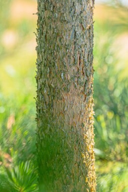 Pinus sylvestris ME 200-250 P/K Pinus sylvestris Mehrstämmig 200-250