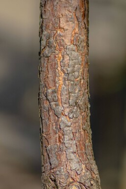 Pinus sylvestris ME 200-250 P/K Pinus sylvestris Mehrstämmig 200-250