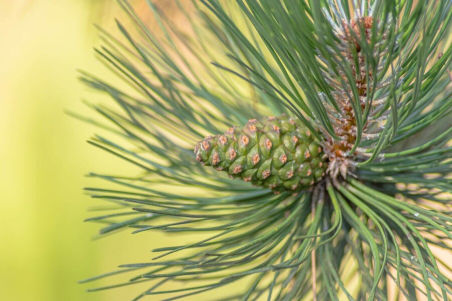 Pinus sylvestris ME 200-250 P/K Pinus sylvestris Mehrstämmig 200-250