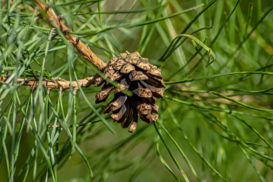 Pinus sylvestris ME 200-250 P/K Pinus sylvestris Mehrstämmig 200-250