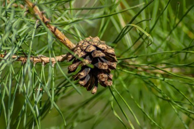 Pinus sylvestris ME 200-250 P/K Pinus sylvestris Mehrstämmig 200-250