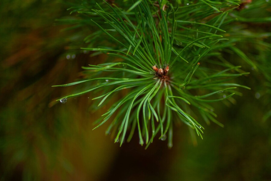 Pinus sylvestris ME 200-250 P/K Pinus sylvestris Mehrstämmig 200-250