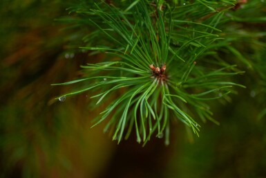 Pinus sylvestris ME 200-250 P/K Pinus sylvestris Mehrstämmig 200-250