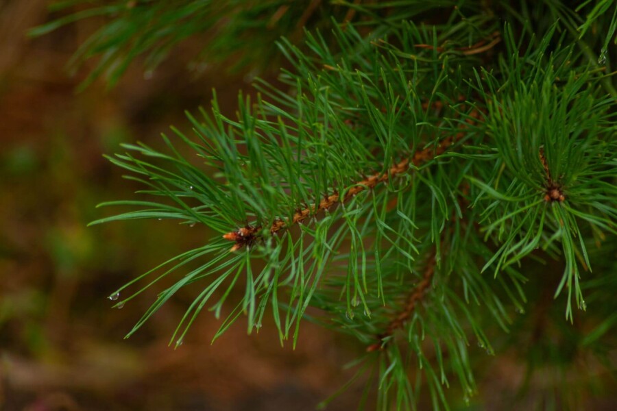 Pinus sylvestris ME 200-250 P/K Pinus sylvestris Mehrstämmig 200-250