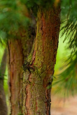 Pinus sylvestris ME 200-250 P/K Pinus sylvestris Mehrstämmig 200-250