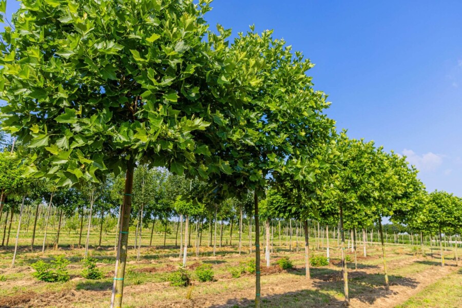 Platanus Alphen's Globe Platanus x hispanica 'Alphen's Globe'