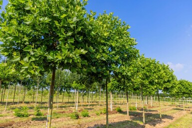 Platanus x hispanica 'Alphen's Globe'