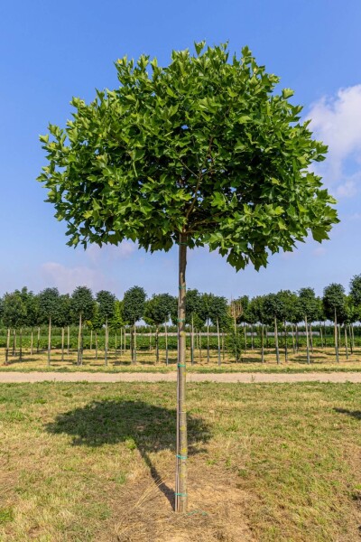 Platanus x hispanica 'Alphen's Globe' hoogstam