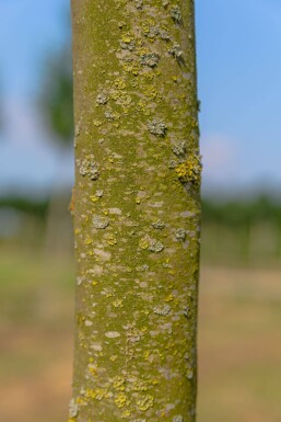 Platanus x hispanica 'Alphen's Globe' hochstamm 8/10 225cm Stamm