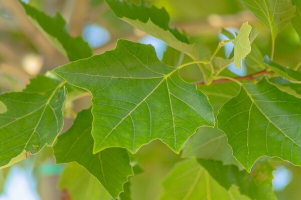 Platanus x hispanica 'Alphen's Globe' halfstam