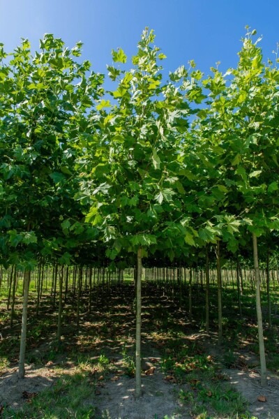 Platanus x hispanica Platanus x hispanica