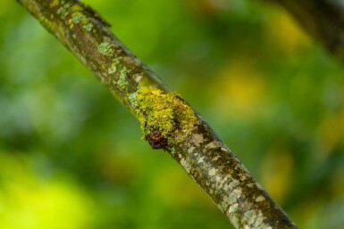 Platanus x hispanica hochstamm 8/10