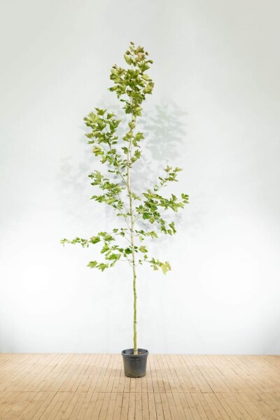 Platanus x hispanica Hochstamm Platanus x hispanica Hochstamm