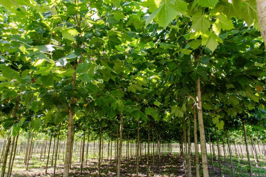Platanushispanica HO 8/10 P/K Platanus x hispanica Hochstamm 8/10