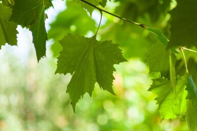 Platanus x hispanica hochstamm 8/10