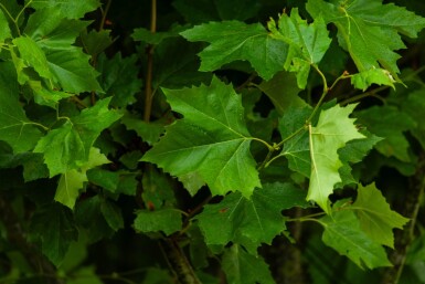 Platanus x hispanica hochstamm 8/10