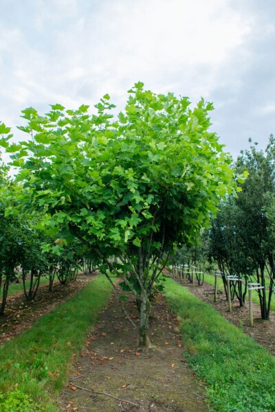 Platanus x hispanica mehrstämmig