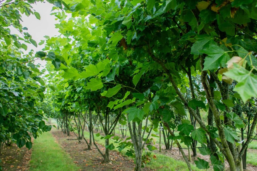 Platanushispanica ME 250-300 P/K Platanus x hispanica Mehrstämmig 250-300