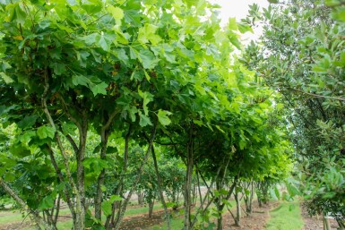 Platanus x hispanica mehrstämmig 250-300