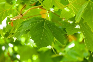 Platanus x hispanica mehrstämmig 250-300